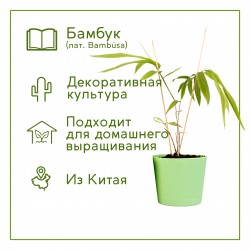 Набор для выращивания Премиум Бамбук
