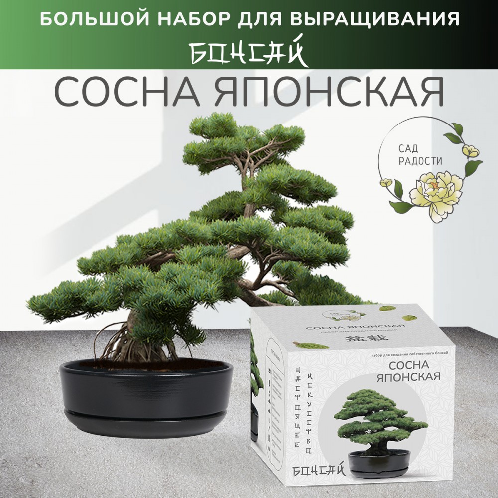 Набор для выращивания Бонсай Сосна японская — купить в Москве в  интернет-магазине Milarky.ru